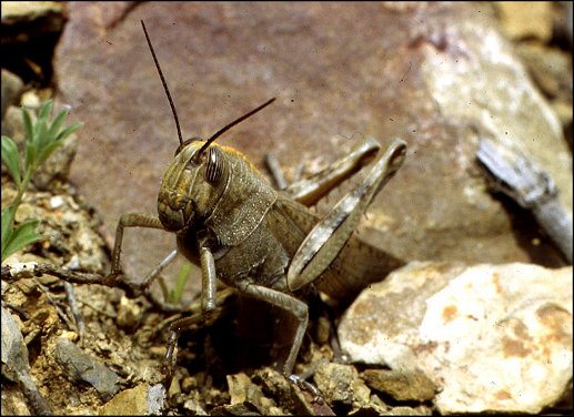 Anacridium aegyptium 14