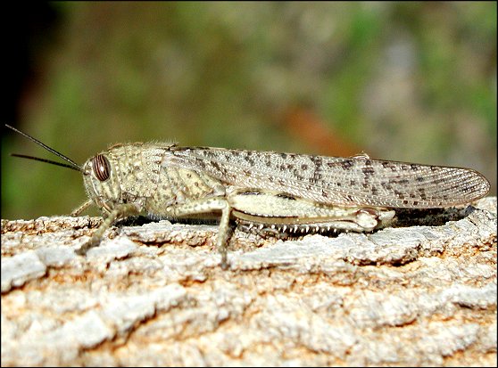Anacridium aegyptium 2
