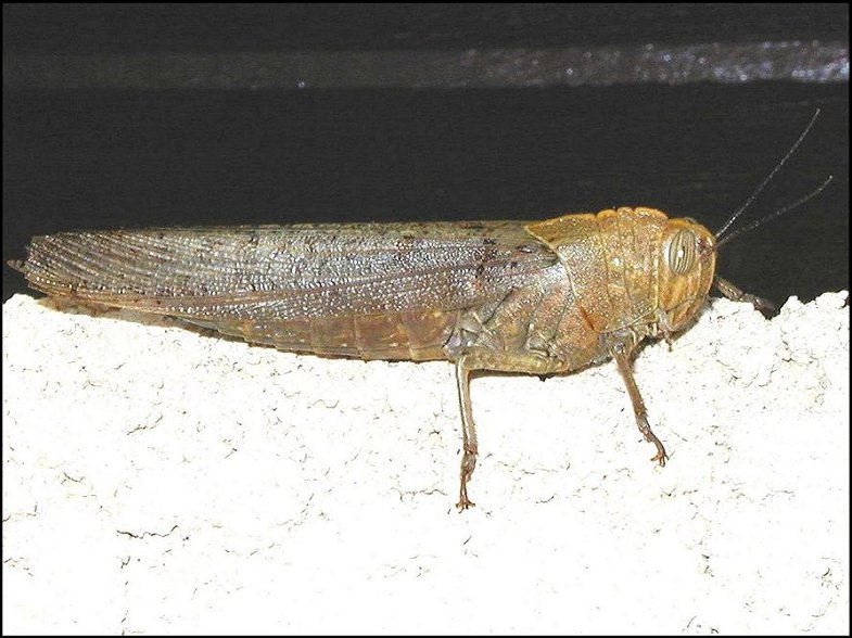 Anacridium aegyptium 3