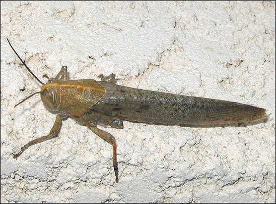 Anacridium aegyptium 4