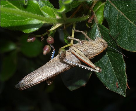 Anacridium aegyptium 6