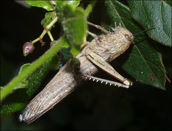 Anacridium aegyptium 7
