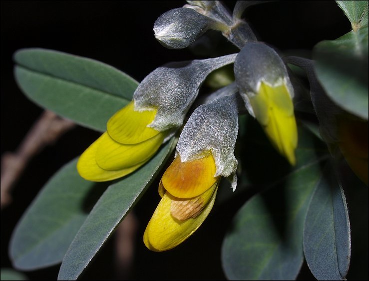 Anagyris foetida 11