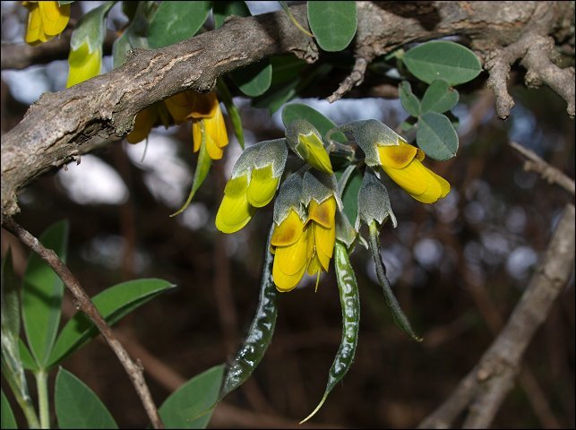 Anagyris foetida 12