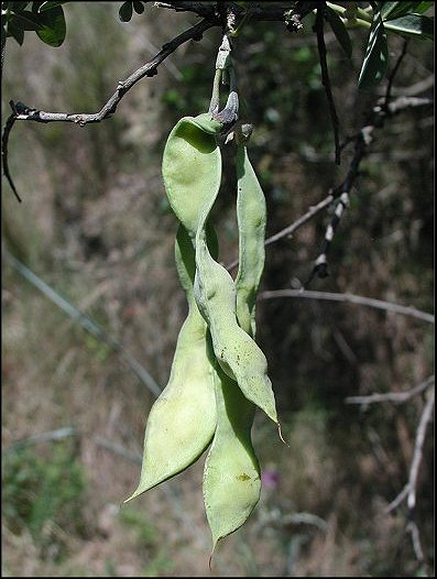 Anagyris foetida 13