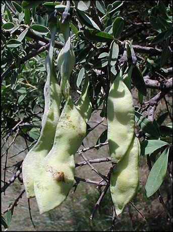 Anagyris foetida 14