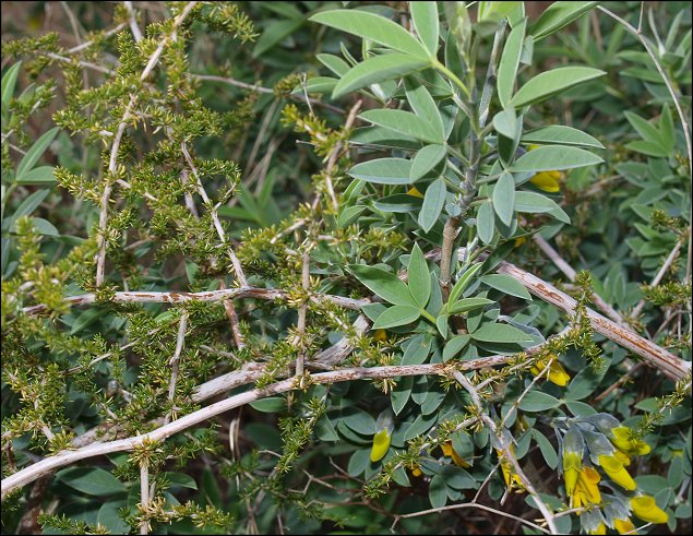 Anagyris foetida 15