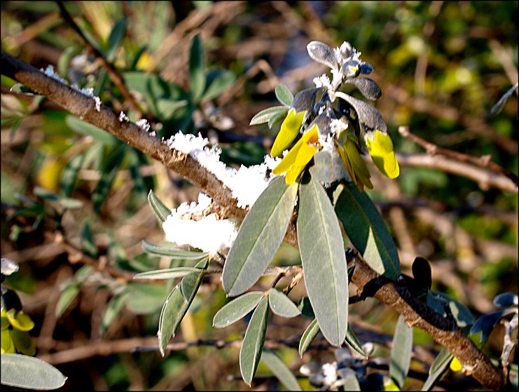 Anagyris foetida 16