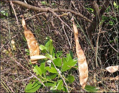 Anagyris foetida 17