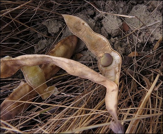 Anagyris foetida 19