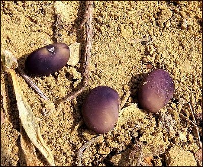 Anagyris foetida 22