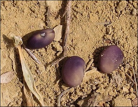 Anagyris foetida 23