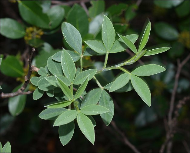 Anagyris foetida 3