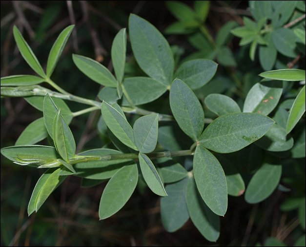 Anagyris foetida 4