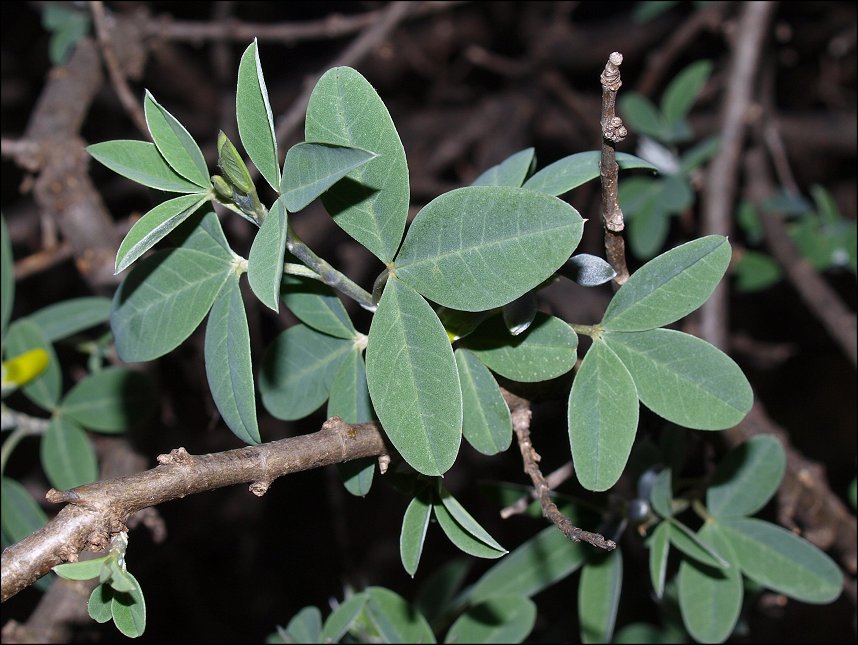 Anagyris foetida 5