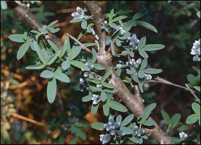 Anagyris foetida 7