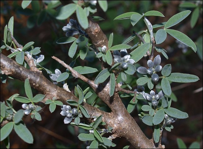 Anagyris foetida 8