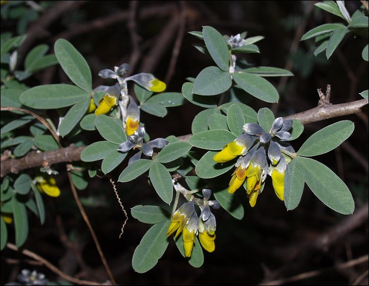 Anagyris foetida 9