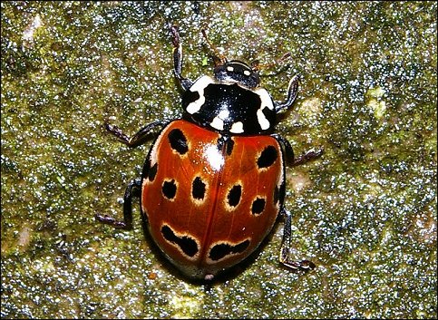Anatis ocellata