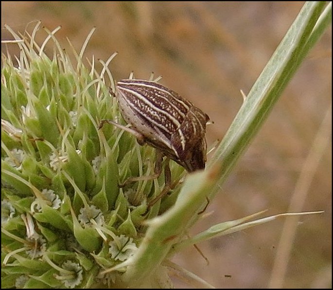 Ancyrosoma albolineatum 2