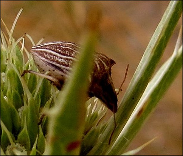 Ancyrosoma albolineatum 3