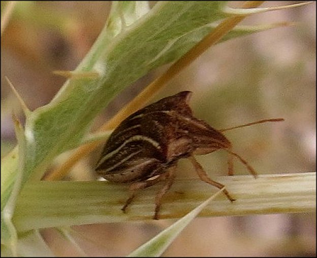 Ancyrosoma albolineatum 4