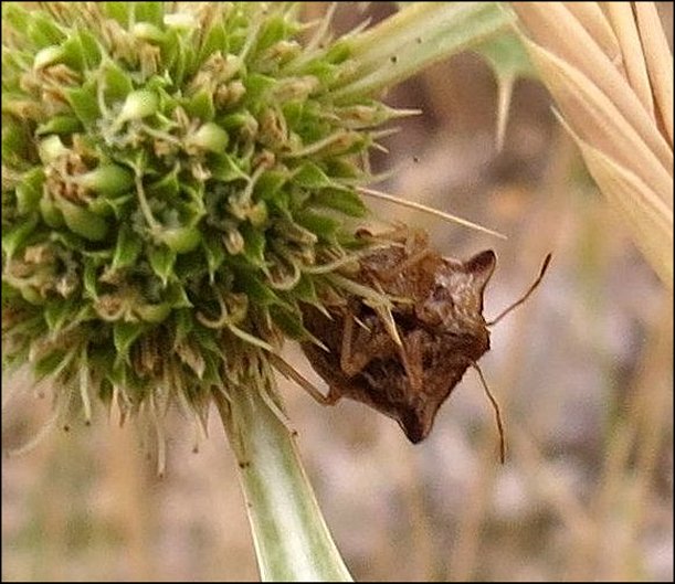 Ancyrosoma albolineatum 5