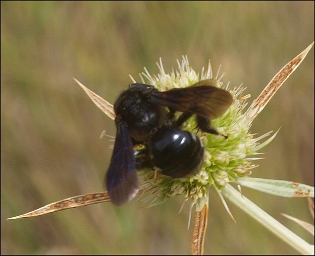Andrena albopunctata 4