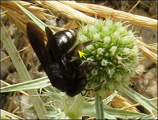 Andrena albopunctata 8