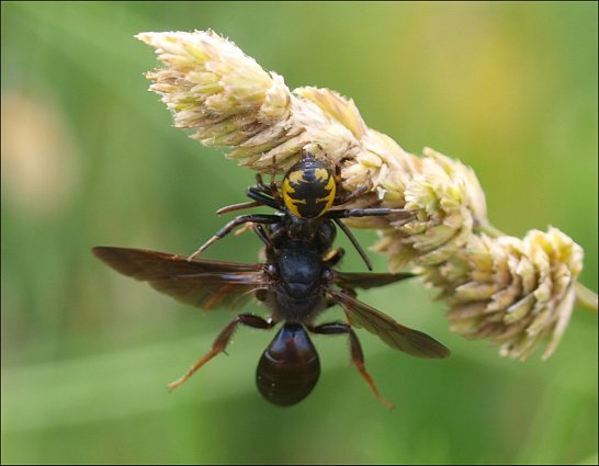 Andrena carbonaria 3