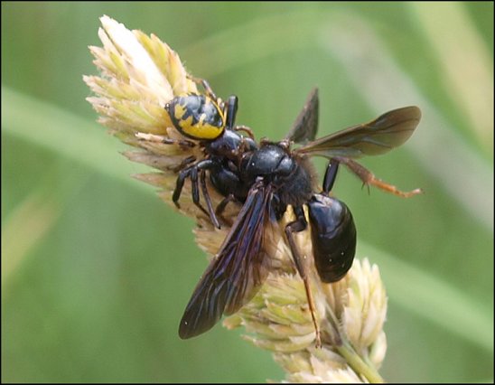 Andrena carbonaria 4