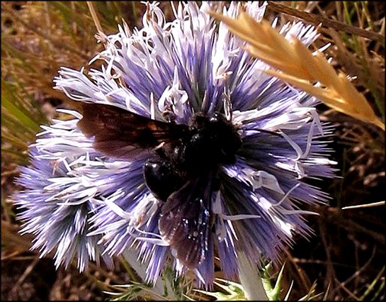 Andrena carbonaria 5
