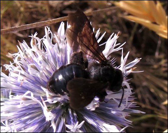 Andrena carbonaria 6