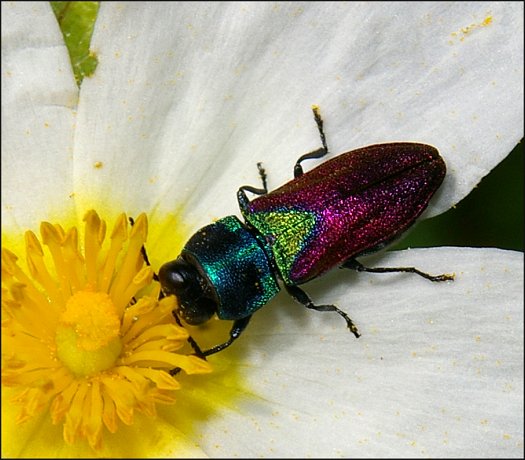 Anthaxia scutellaris 2