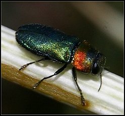 Anthaxie  ventre noir