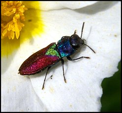 Anthaxie ecussonne