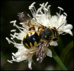Anthidie florentine