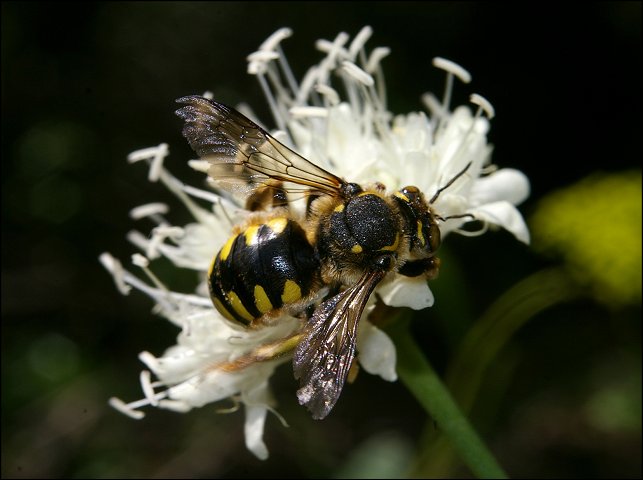 Anthidium florentinum 1