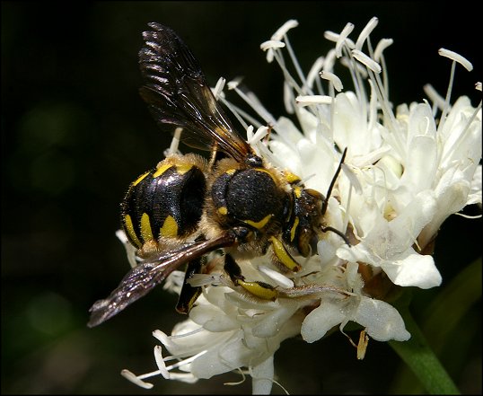 Anthidium florentinum 2