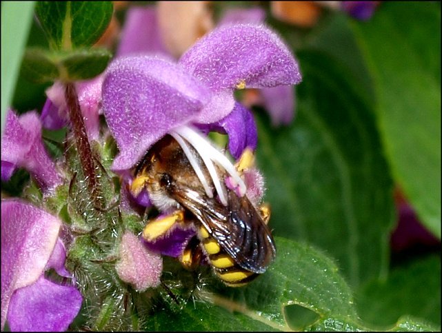 Anthidium florentinum 3