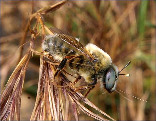 Anthophora sp. 1