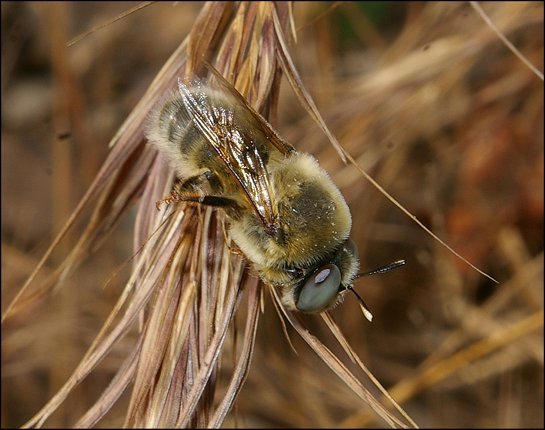 Anthophora sp. 2