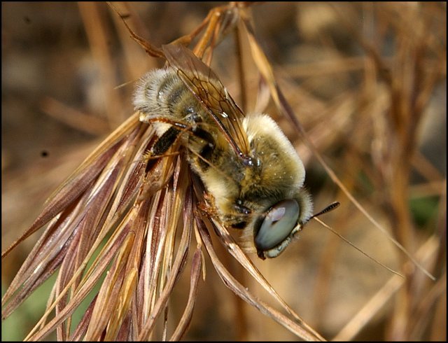 Anthophora sp. 3