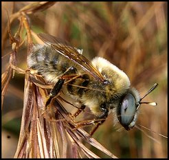 Anthophore sp.