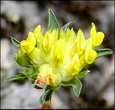 Anthyllide vulnraire