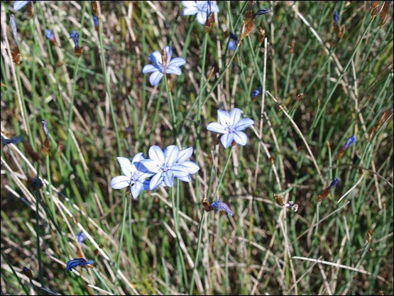 Aphyllanthes monspeliensis 3