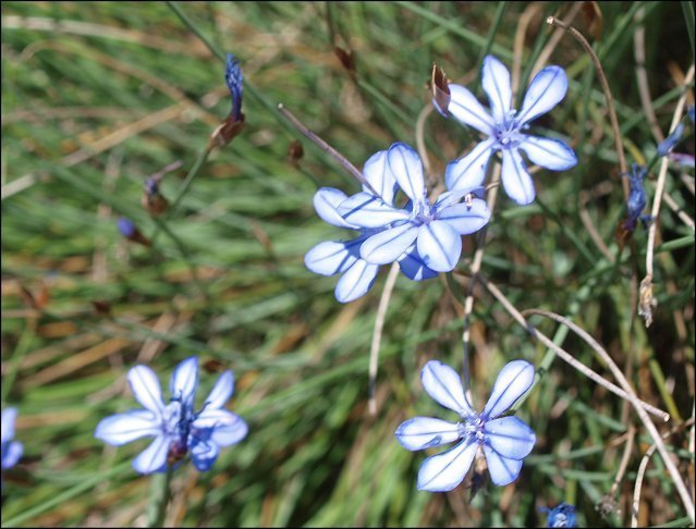 Aphyllanthes monspeliensis 4