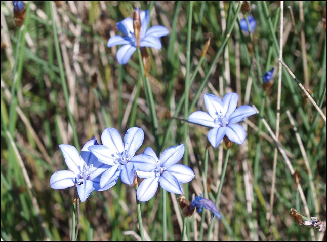Aphyllanthes monspeliensis 5