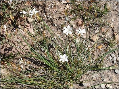 Aphyllanthes monspeliensis 6
