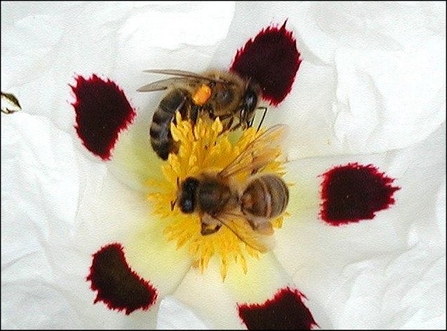 Apis 1